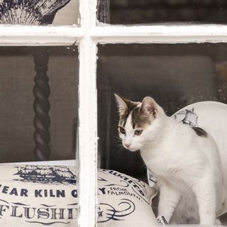 cat on window with cushion