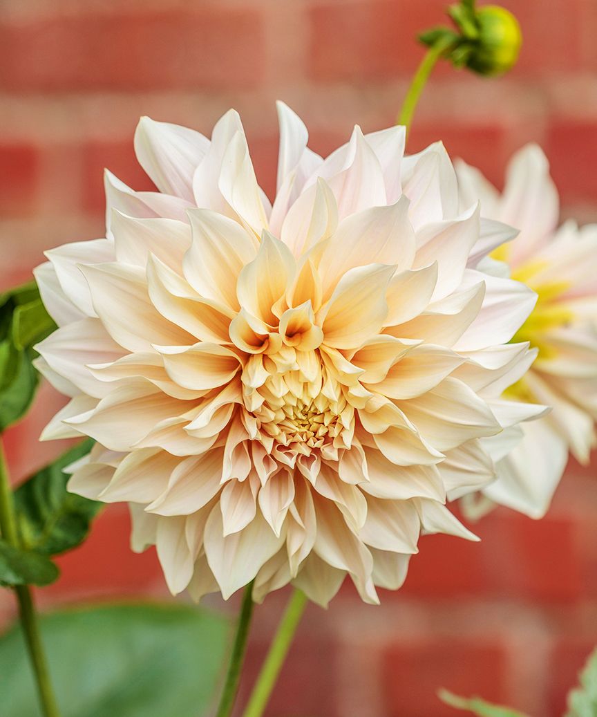 Blush Dahlia ‘Cafe au Lait'