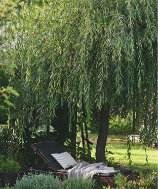 Weeping willow tree for privacy