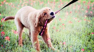 how to train a puppy to walk on a leash