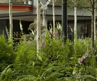 Silver birch tree trunks in woodland urban garden