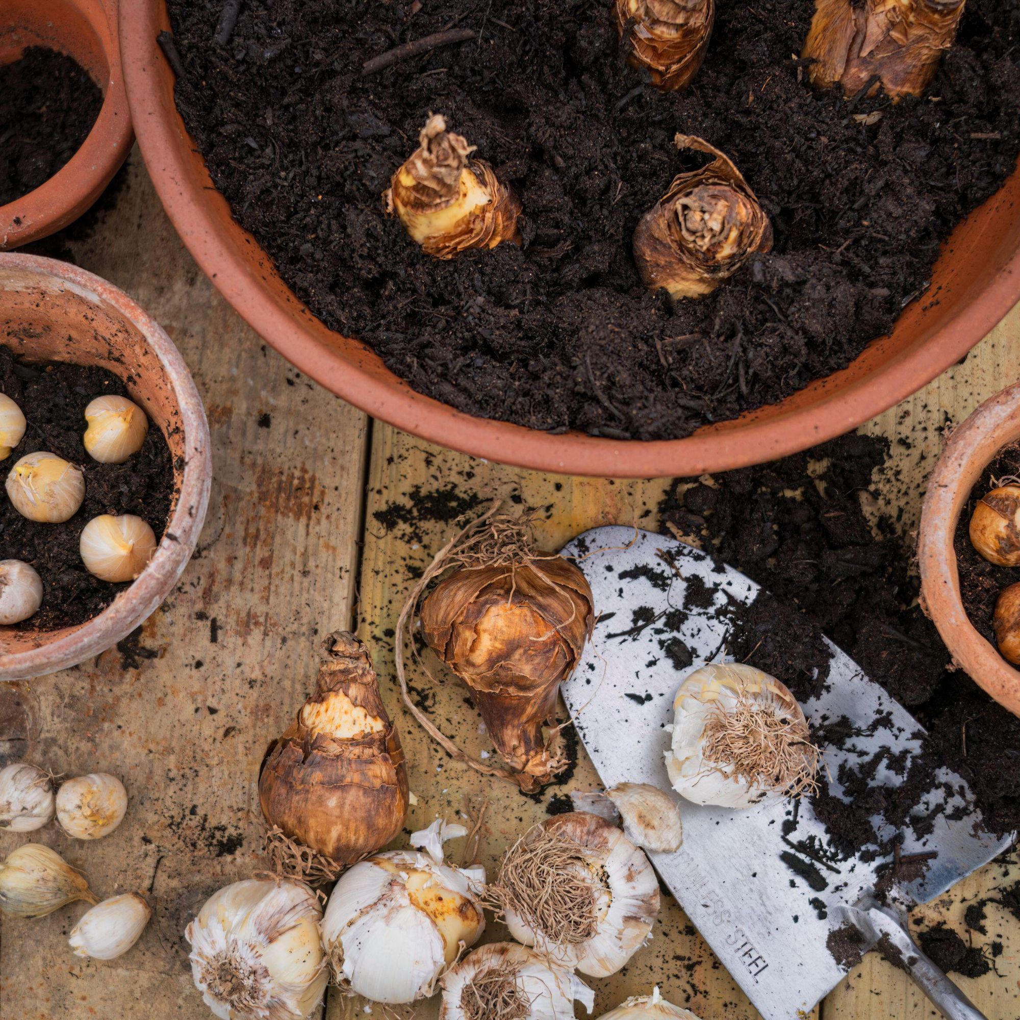 spring bulbs ready to be planted