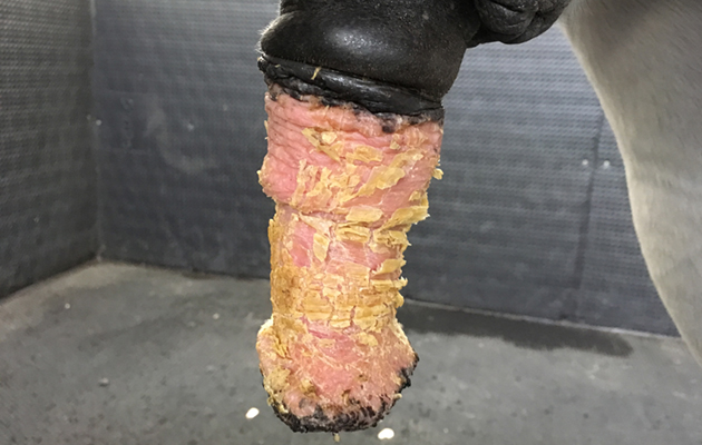 sheath penis cleaning