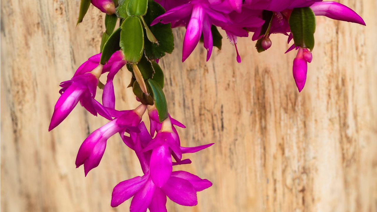 Why is my Christmas cactus not blooming