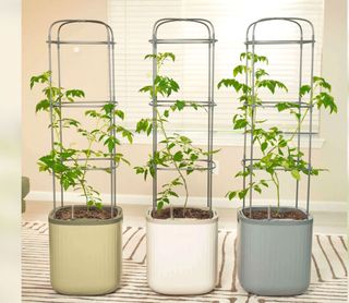 self watering tomato planter with plants and trellis supports