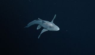Another view of the pointy-nosed blue chimaera videotaped near the summit of Davidson Seamount.