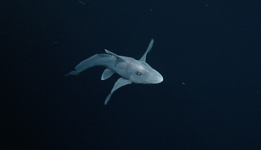 Mysterious 'Ghost Shark' Found For 1st Time In Northern Hemisphere ...