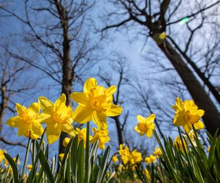 daffodil display at Bryn Du Mansion