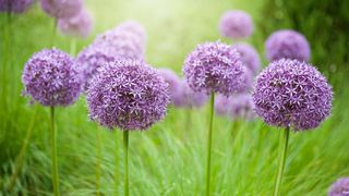 Allium flowers