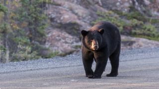 A black bear walking on a road