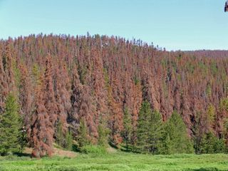 A Colorado hillside that should be green with living lodgepole pines is brown and dead because of an infestation by mountain pine beetles. 