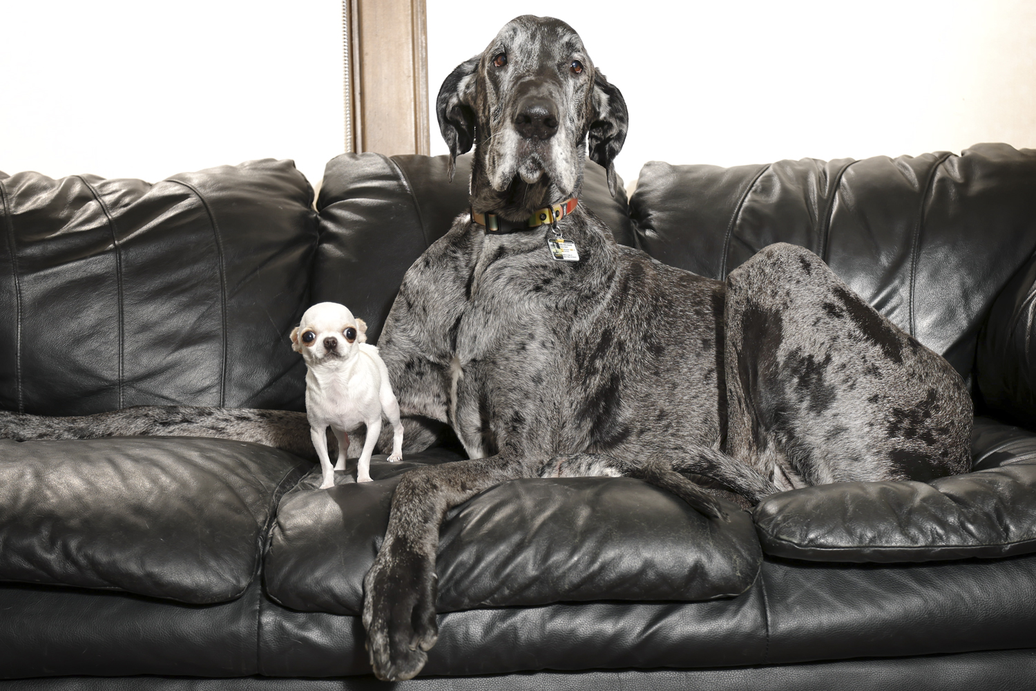 World’s tallest and smallest dogs on couch together