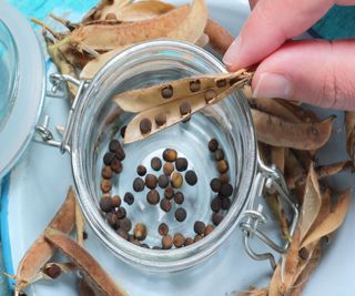 Storing ripe, dried sweet peas in a glass jar