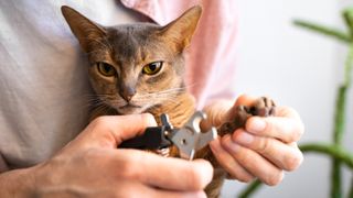 Abyssinian getting nails trimmed