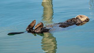 A northern sea otter takes a floating nap in the Harbor marina in Homer, Alaska