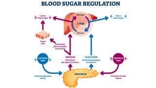 A diagram of blood sugar regulation