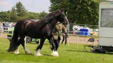 Redwings-Matty-showing.jpg