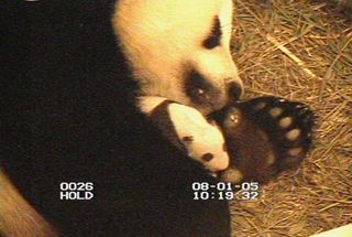 Mei Xiang isn't a first-time mom. At 3 weeks old, Mei Xiang's first cub takes a nap nestled in her arms. The cub, born on July 9, 2005, was the result of artificial insemination and now lives at the Panda Base in BiFengxia in Ya'an, China.