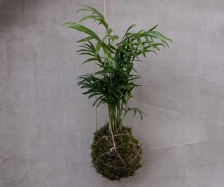 Kokedama plant