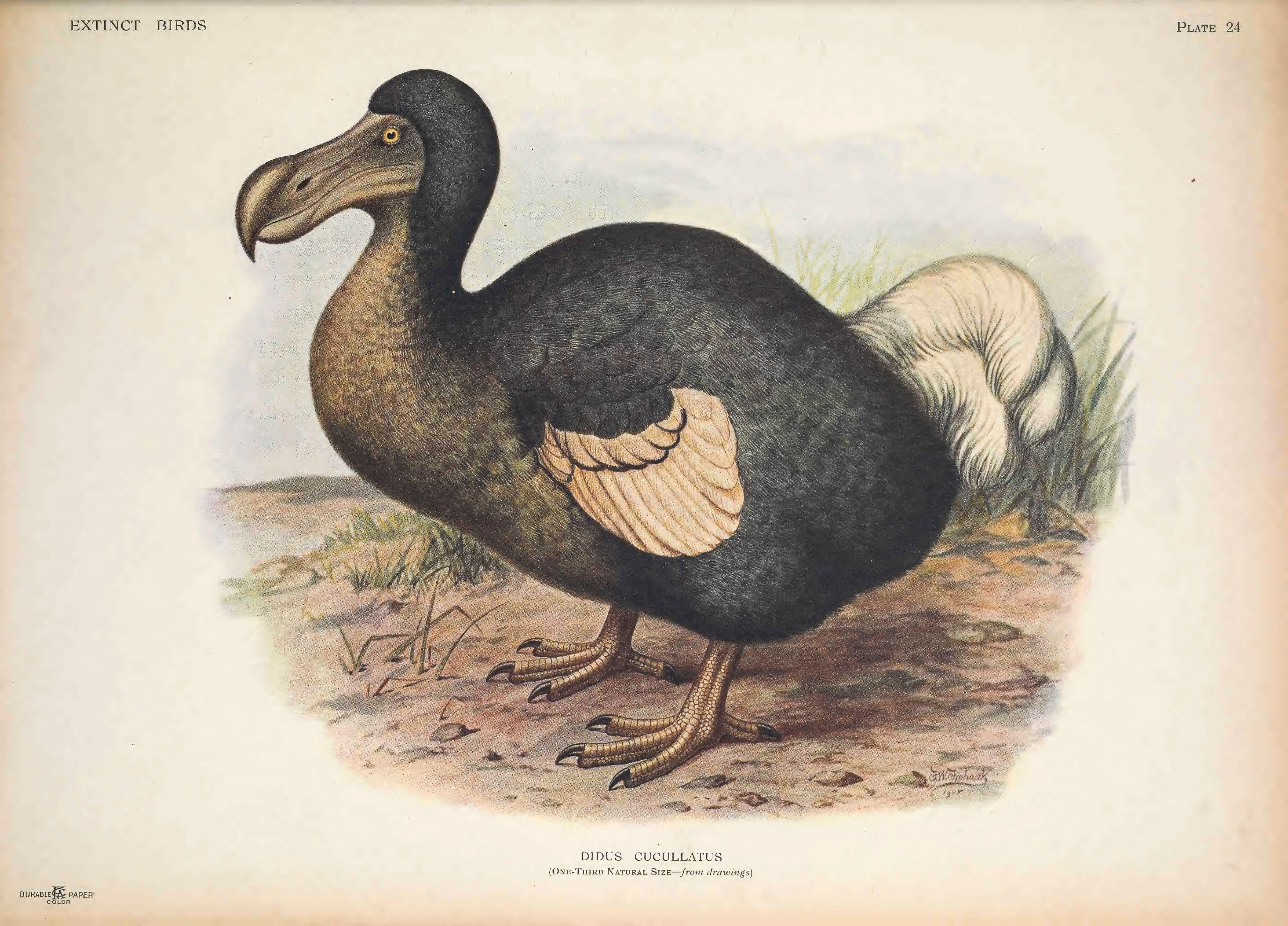 An illustration of a dodo