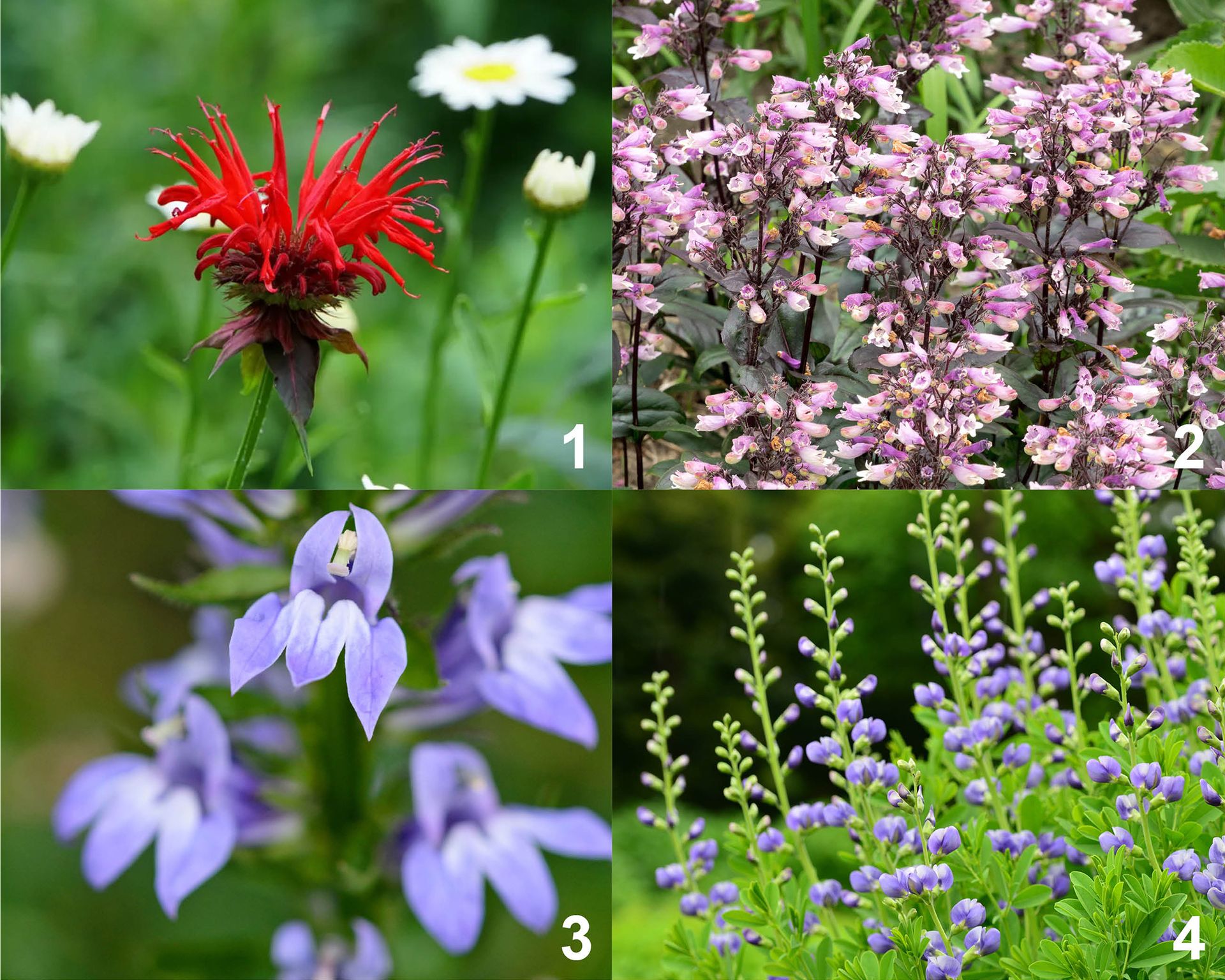 Plant Combination Ideas To Attract Hummingbirds | Gardening Know How