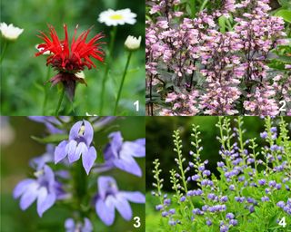 Hummingbird friendly perennial plants