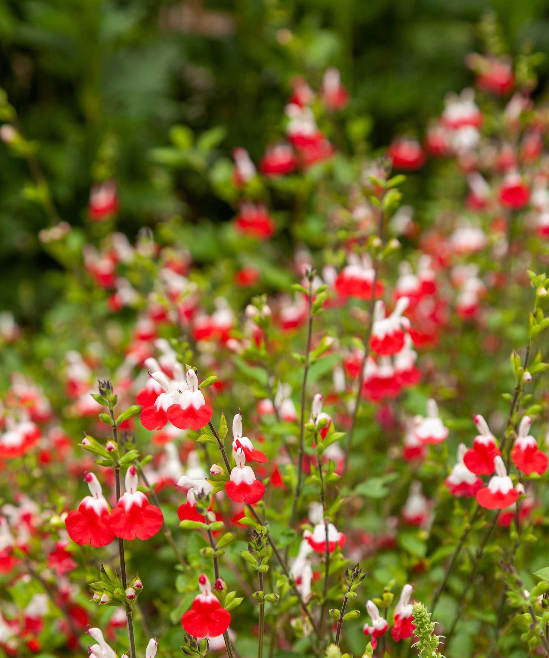 hot lips salvia