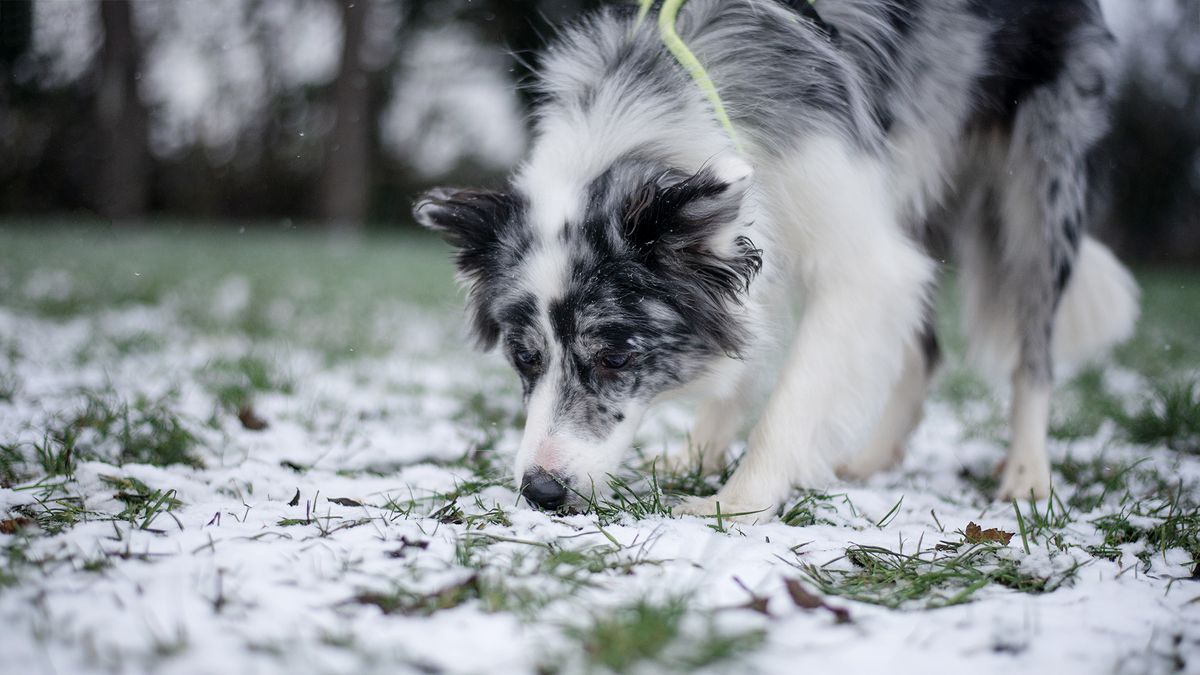 Fenwick doing a sniffari