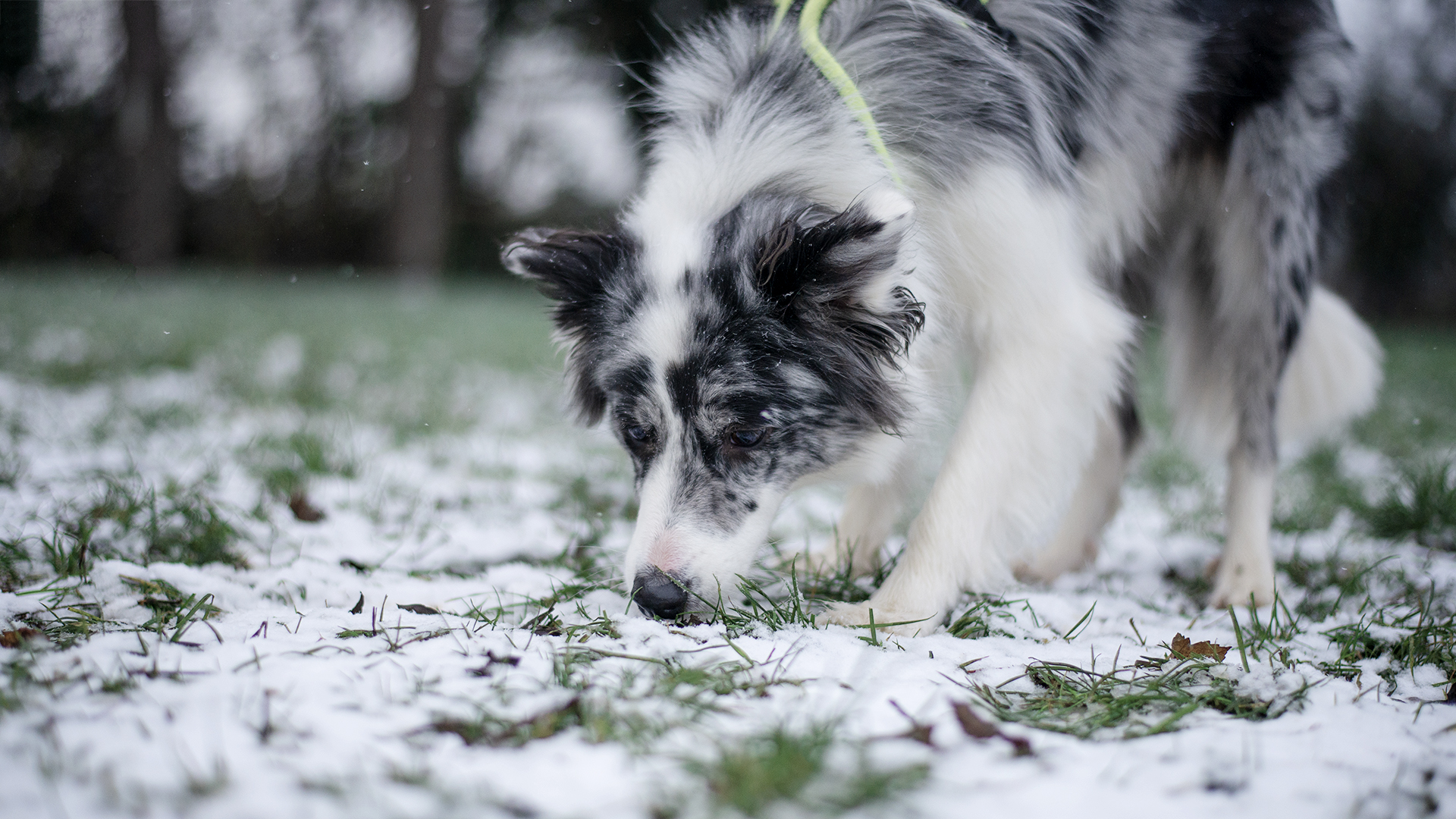 Border Collie - Sidewalk Dog