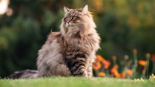 Siberian cat