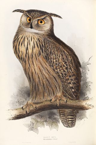 Eagle Owl (Bubo maximus) from John Gould FRS, The Birds of Europe (London, 1832–7), vol. 1