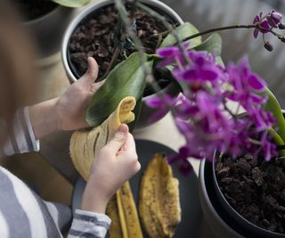cleaning orchid leaves with banana peel
