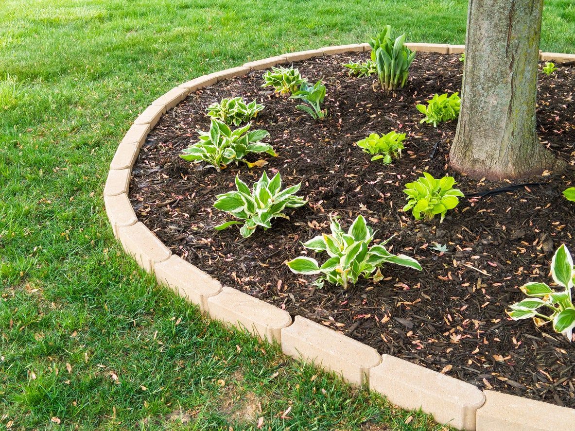 Ground Cover Plants Under A Tree