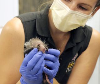 A zoo staffer holds Tonks, the Denver Zoo's newest aye-aye. This rare nocturnal lemur is thriving after a rough first week in which zoo staff had to feed her via syringe.
