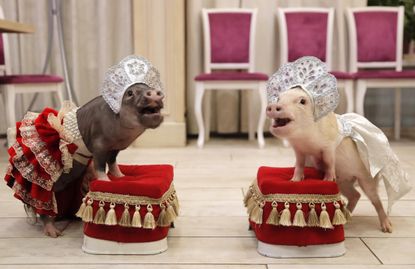 Mini-pigs perform during the presentation in Balashikha, Russia December 11, 2018.