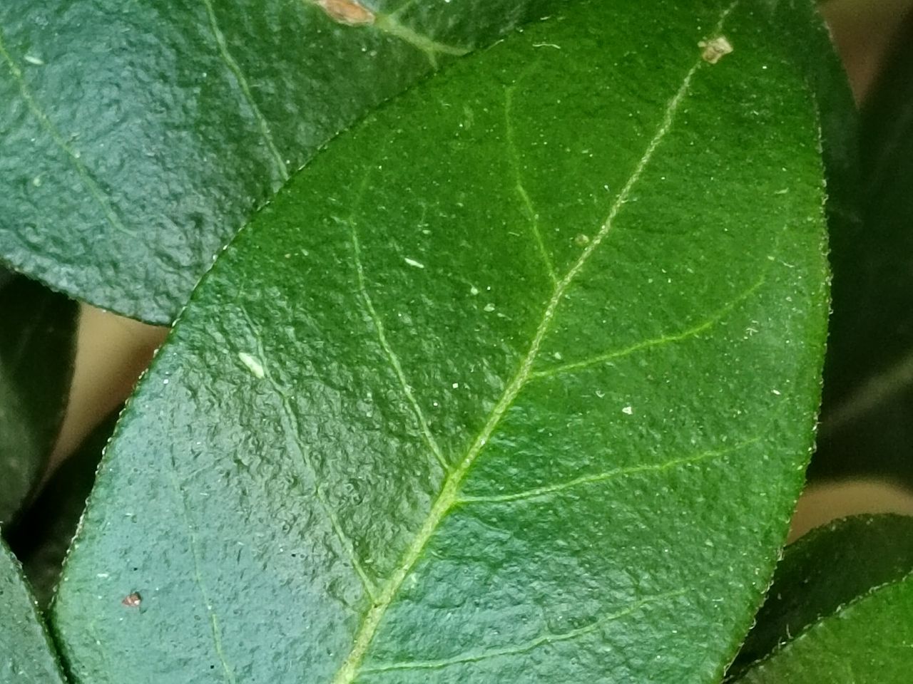 Apexel 200x smartphone micropscope sample images