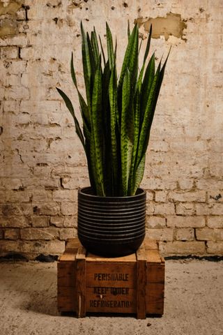 Sansevieria houseplant from Forest