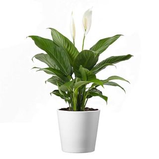 American Plant Exchange Spathiphyllum Peace Lily Live Plant, Indoor Flowering Houseplants, 4-Inch White Deco Pot, Easy Care, Low Light, Perfect for Housewarming, Sympathy, or Party Gift