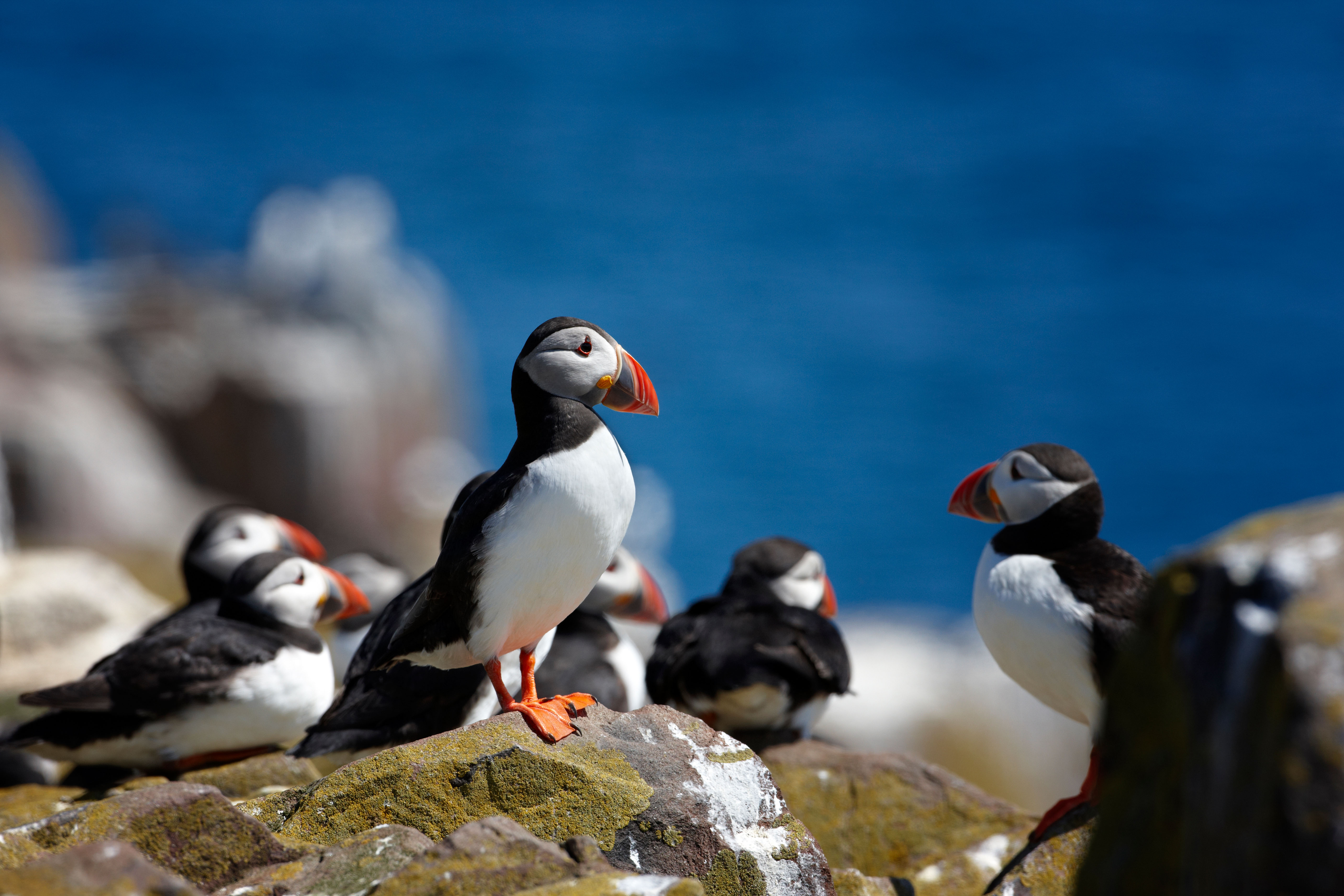 Puffins sitting on some coastal rocks, looking all puffin-y