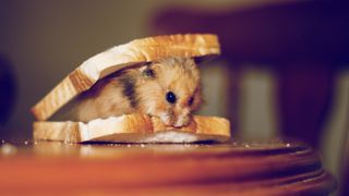 Hamster eating sandwich