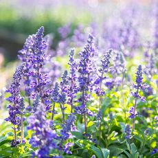 native plant salvia in garden with purple flowers