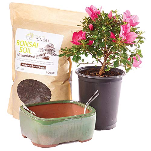 Brussel's Bonsai - Live Satsuki Azalea Bonsai Tree Kit, Outdoor Flowering Bonsai Tree Live Plant With Ceramic Pot and Soil, Easy Care Bonsai Starter Kit for Patio Garden (medium)