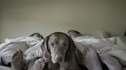 dog in bed with couple
