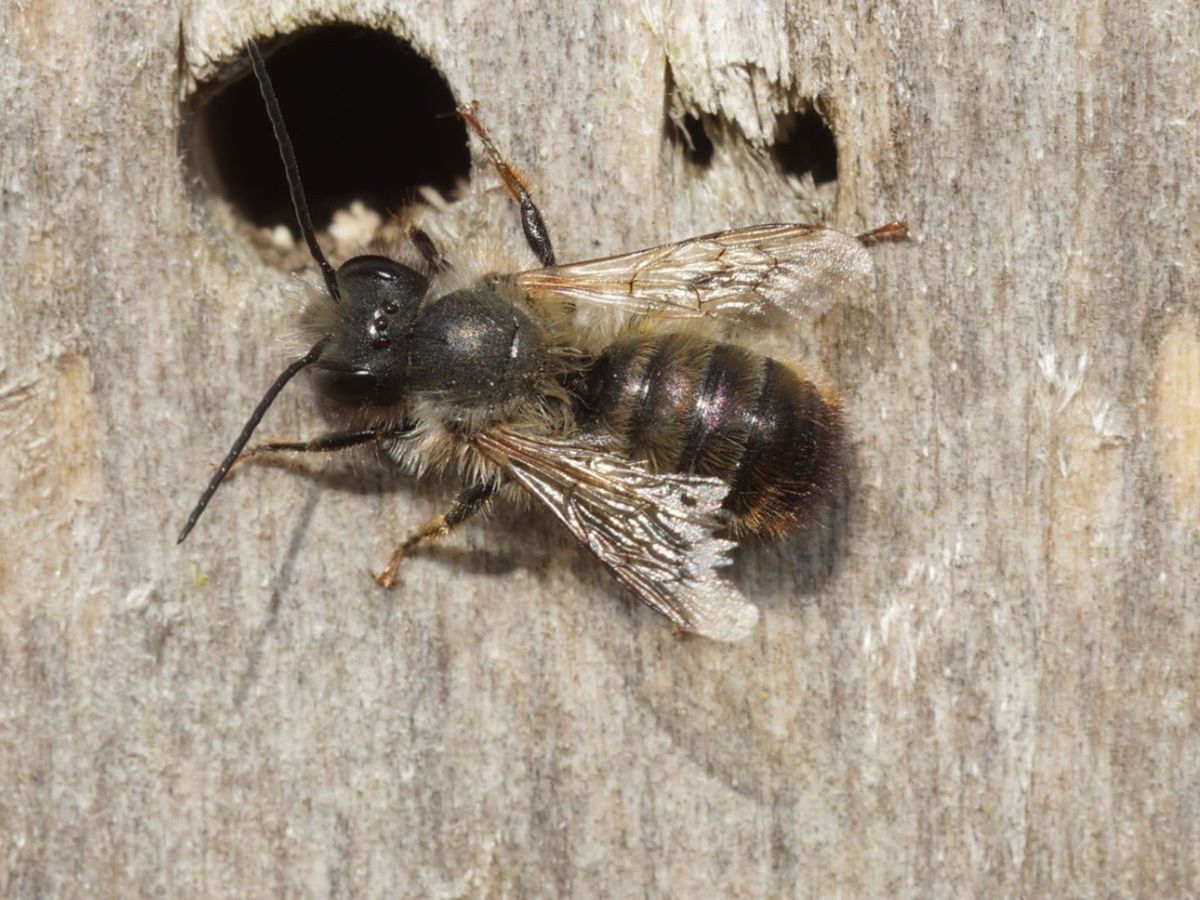 All About Mason Bees – What Gardeners Need To Know | Gardening Know How