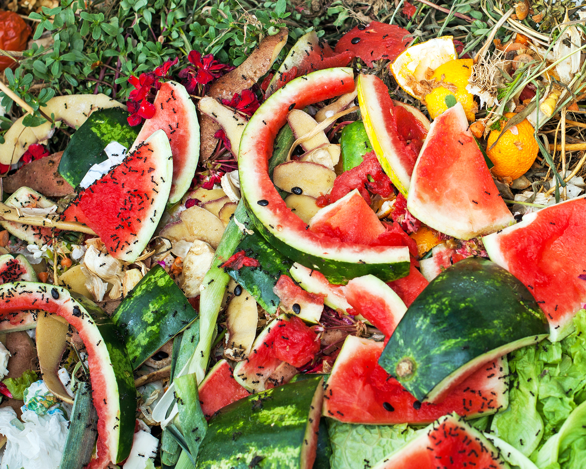 Ants swarm over large watermelon chunks in composting pile