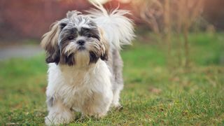 Shih Tzu in field