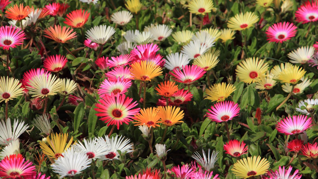 Brightly daisy-like flowers