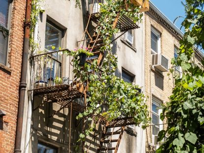 Vines And Plants Covering The Fire Escape Of A Building