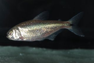 Hybrid Astyanax mexicanus Fish