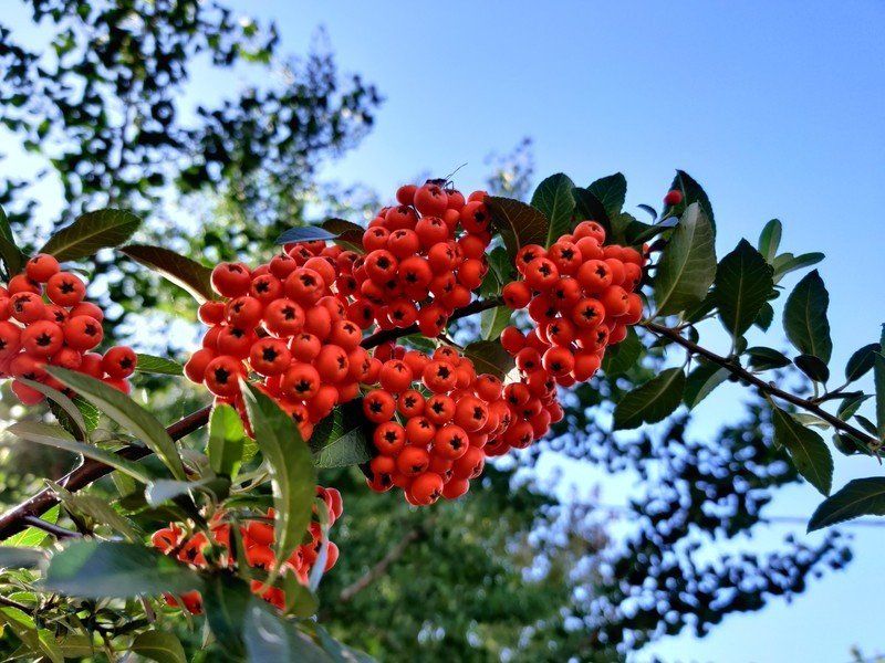 Berries!